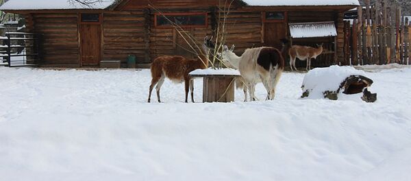 Калининградский зоопарк, архивное фото - Sputnik Литва