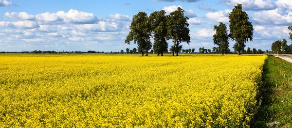Поле желтого рапса, архивное фото Поле желтого рапса, архивное фото - Sputnik Lietuva
