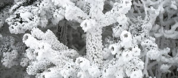 Заснеженный лес на берегу реки Енисей Заснеженный лес на берегу реки Енисей - Sputnik Lietuva