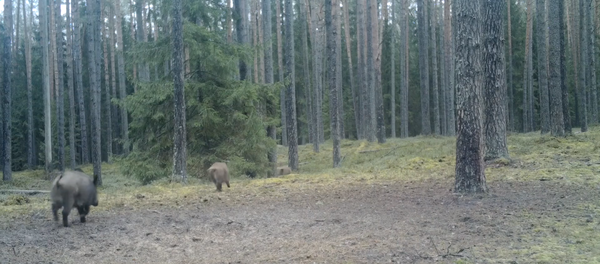 Дирекция литовского заповедника показала на видео диких кабанов - Sputnik Литва