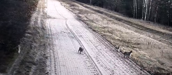 Игры на границе: литовские пограничники сняли на видео резвящихся рысят Игры на границе: литовские пограничники сняли на видео резвящихся рысят - Sputnik Lietuva