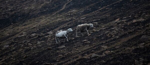 Овцы выбираются в местах пожара в районе Новости Южного Уэльса, Австралия, 8 января 2020 Овцы выбираются в местах пожара в районе Новости Южного Уэльса, Австралия, 8 января 2020 - Sputnik Lietuva