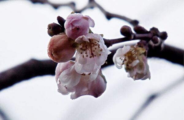 Природа сходит с ума: в Литве зимой зацвела сакура - Sputnik Литва