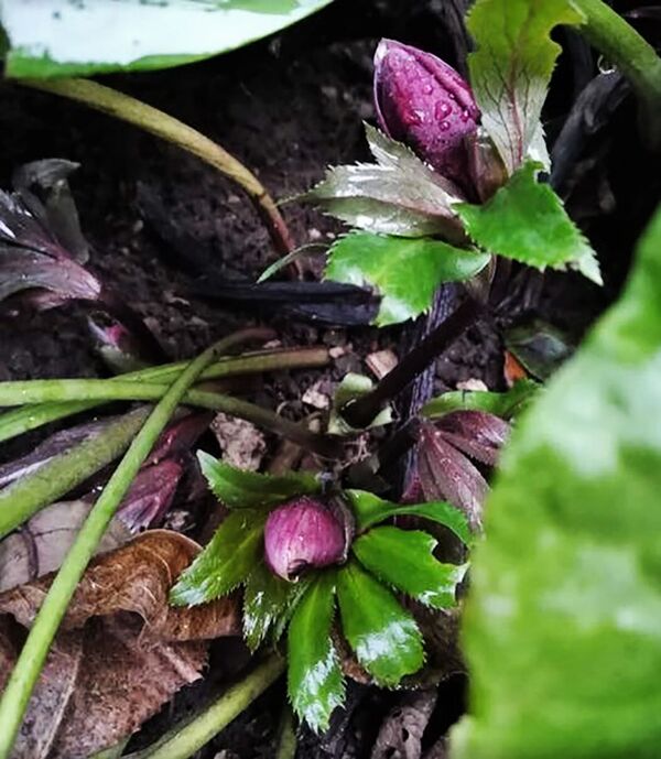 Природа сходит с ума: в Литве зимой зацвела сакура - Sputnik Литва