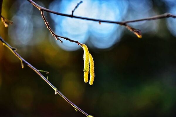Природа сходит с ума: в Литве зимой зацвела сакура - Sputnik Литва