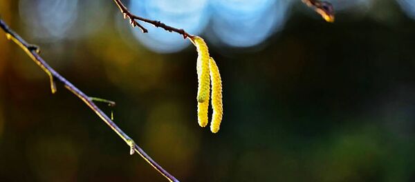 Зима в Друскининкае, 9 января 2020 года - Sputnik Lietuva