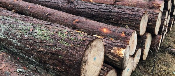 Вырубка леса, архивное фото - Sputnik Литва