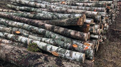 Вырубка лесов в Литве, архивное фото