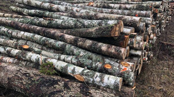 Вырубка лесов в Литве, архивное фото - Sputnik Литва