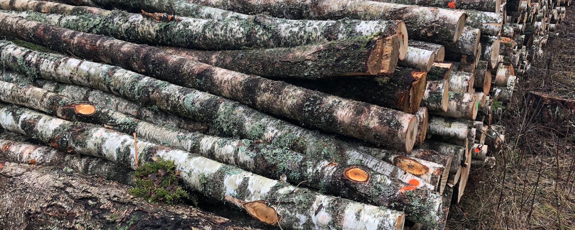 Вырубка лесов в Литве, архивное фото - Sputnik Литва, 1920, 15.01.2026