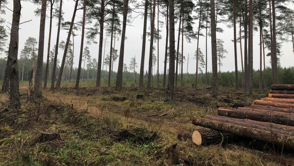 Вырубка лесов в Литве, архивное фото - Sputnik Литва