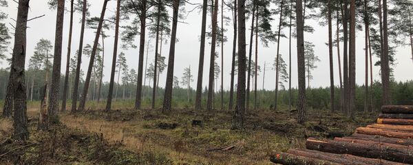 Вырубка лесов в Литве, архивное фото - Sputnik Литва