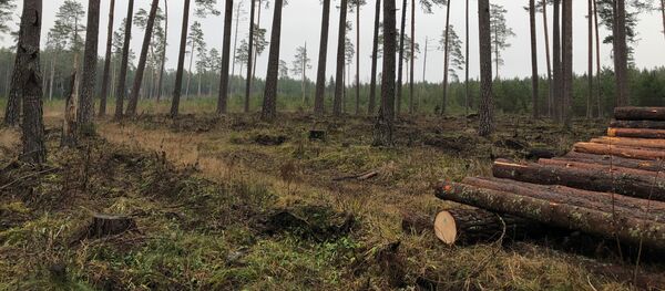 Вырубка лесов в Литве, архивное фото Вырубка лесов в Литве, архивное фото - Sputnik Литва