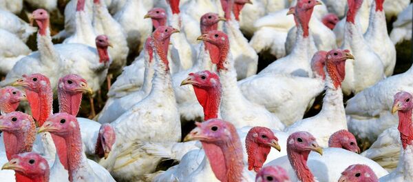 Kalakutai - Sputnik Lietuva