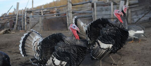 Индюки на ферме, архивное фото - Sputnik Литва