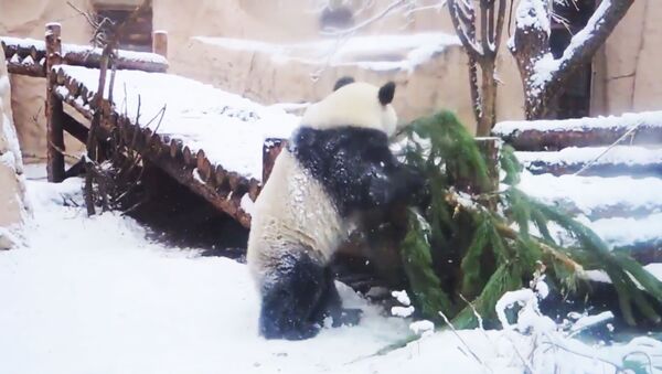 Панда в Московском зоопарке играет с заснеженной елкой - Sputnik Lietuva