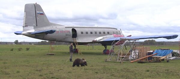 Медвежонок Мансур поселился на аэродроме под Тверью и подружился с лайкой Медвежонок Мансур поселился на аэродроме под Тверью и подружился с лайкой - Sputnik Литва
