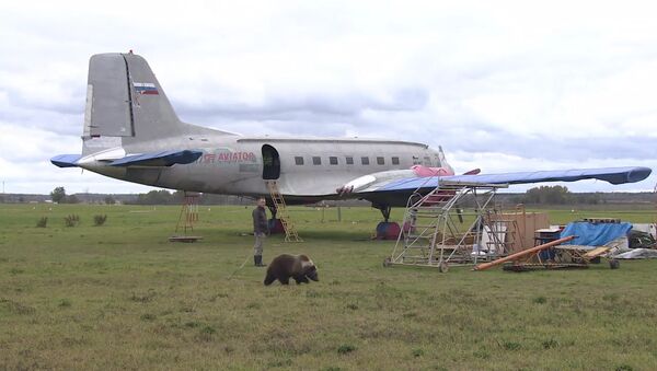 Медвежонок Мансур поселился на аэродроме под Тверью и подружился с лайкой - Sputnik Lietuva