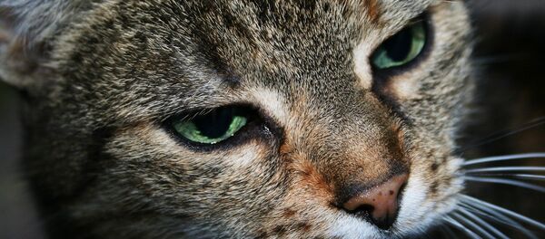 Кот Кот - Sputnik Литва