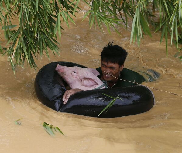Мужчина спасает свинью после тайфуна на Филиппинах, 2015 год - Sputnik Lietuva