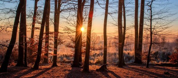 Rytas miške, archyvinė nuotrauka Rytas miške, archyvinė nuotrauka - Sputnik Lietuva