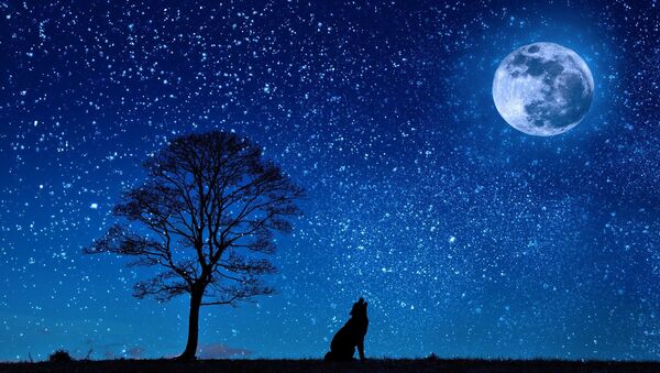Одинокий волк при свете луны, архивное фото - Sputnik Lietuva