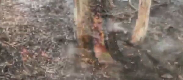 Gaisrus Australijoje pakeitė liūtis - Sputnik Lietuva