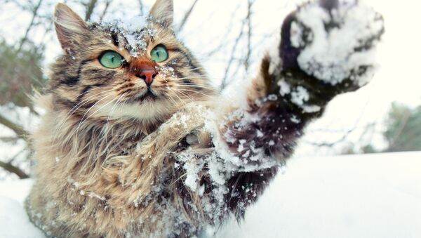 Кошка играет со снегом - Sputnik Lietuva