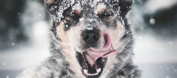 šuo  - Sputnik Lietuva