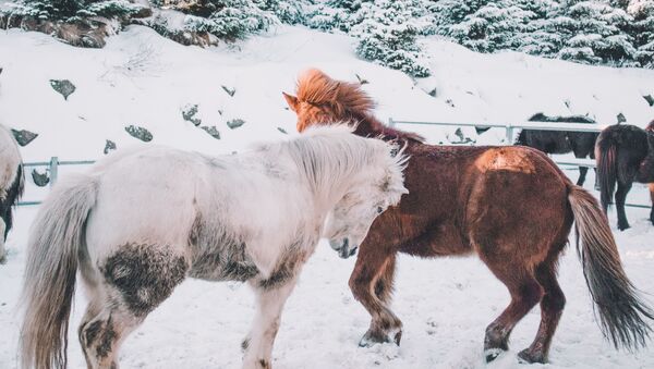 Лошади в загоне зимой - Sputnik Литва