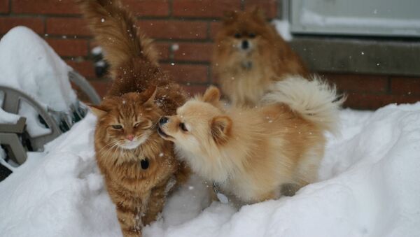 Katinas su šunimi - Sputnik Lietuva