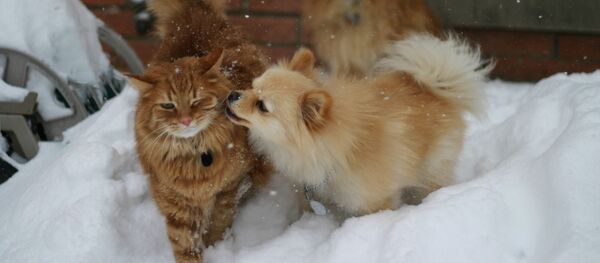 Katinas su šunimi Katinas su šunimi - Sputnik Lietuva