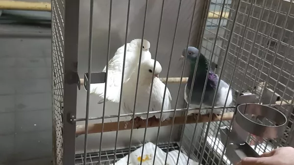 Vilniečiai bandė išvežti paukščius iš Baltarusijos Vilniečiai bandė išvežti paukščius iš Baltarusijos - Sputnik Lietuva