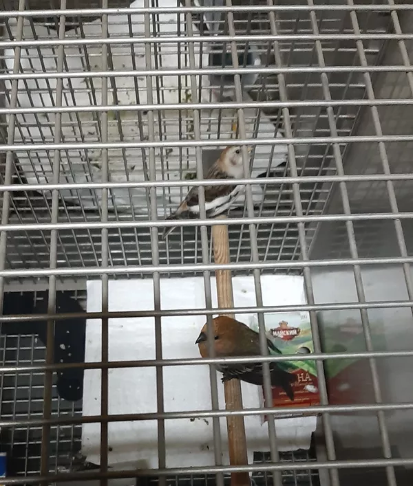 Vilniečiai bandė išvežti paukščius iš Baltarusijos Vilniečiai bandė išvežti paukščius iš Baltarusijos - Sputnik Lietuva