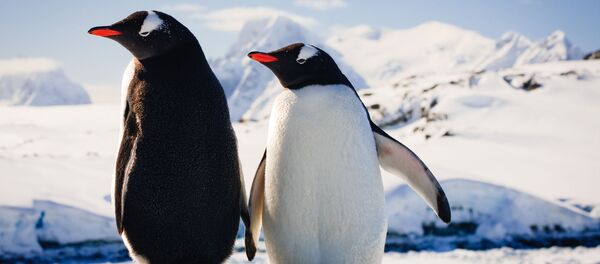 Пингвины Пингвины - Sputnik Lietuva