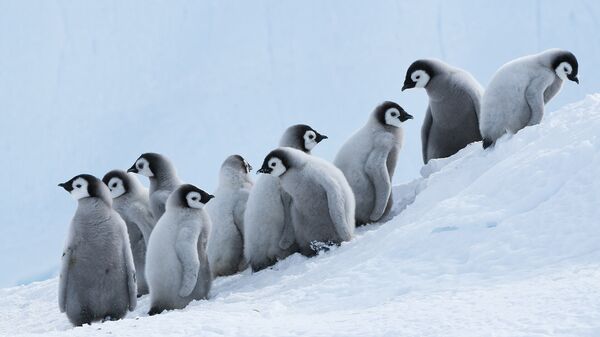 Птенцы королевских пингвинов в Антарктиде, архивное фото - Sputnik Lietuva