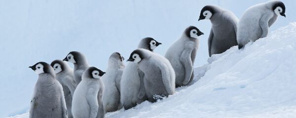 Птенцы королевских пингвинов в Антарктиде, архивное фото Птенцы королевских пингвинов в Антарктиде, архивное фото - Sputnik Lietuva