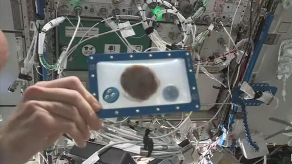 Kosminiai sviestinukai: kosmonautai pirmą kartą iškepė sausainius TKS - Sputnik Lietuva