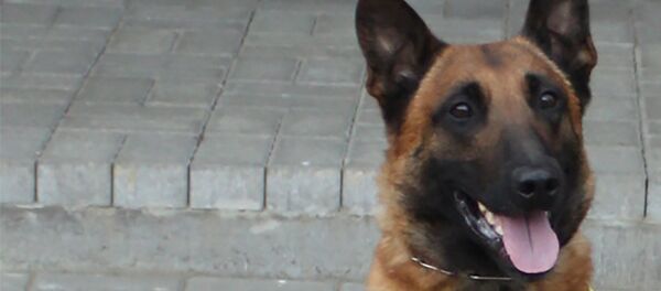 Служебная собака пограничников - трехлетняя бельгийская овчарка Рамзис Служебная собака пограничников - трехлетняя бельгийская овчарка Рамзис - Sputnik Литва