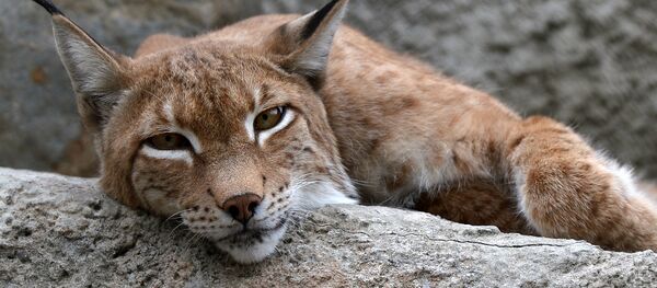 150-летний юбилей Московского зоопарка 150-летний юбилей Московского зоопарка - Sputnik Lietuva