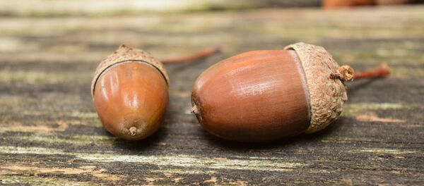 Желуди Желуди - Sputnik Lietuva