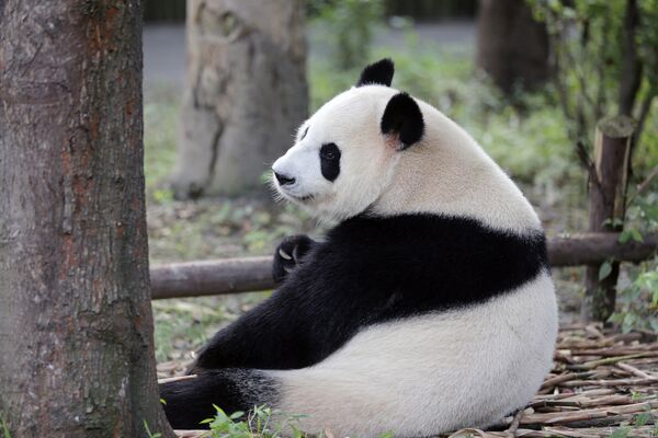Научно-исследовательский центр разведения панд в Китае - Sputnik Lietuva