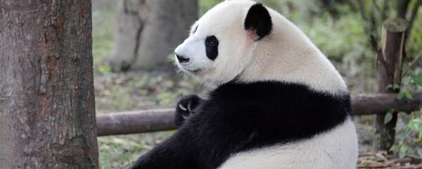 Научно-исследовательский центр разведения панд в Китае Научно-исследовательский центр разведения панд в Китае - Sputnik Lietuva