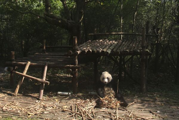Научно-исследовательский центр разведения панд в Китае - Sputnik Литва