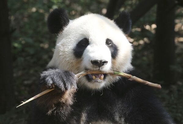 Научно-исследовательский центр разведения панд в Китае - Sputnik Литва