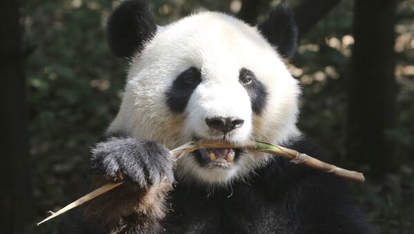Научно-исследовательский центр разведения панд в Китае - Sputnik Lietuva