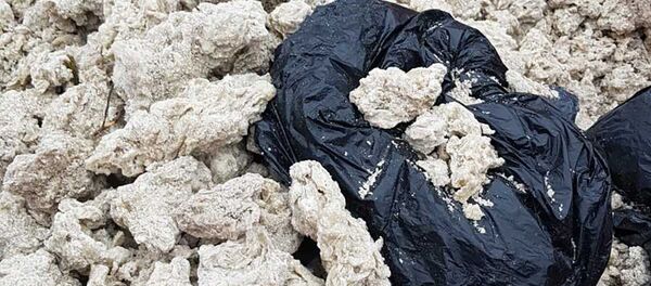 Сбор парафина на Куршской косе в Литве - Sputnik Литва