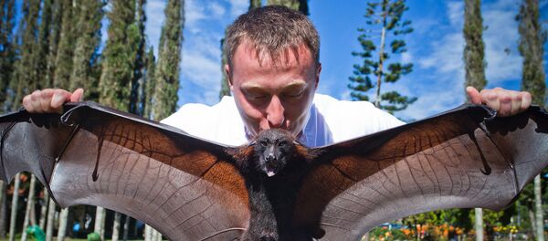 Мужчина держит большую летучую лисицу (Бали, Индонезия) - Sputnik Lietuva