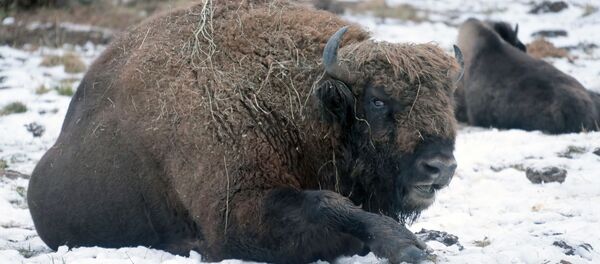 Зубры в питомнике Приокско-Террасного государственного природного биосферного заповедника в Московской области Зубры в питомнике Приокско-Террасного государственного природного биосферного заповедника в Московской области - Sputnik Lietuva