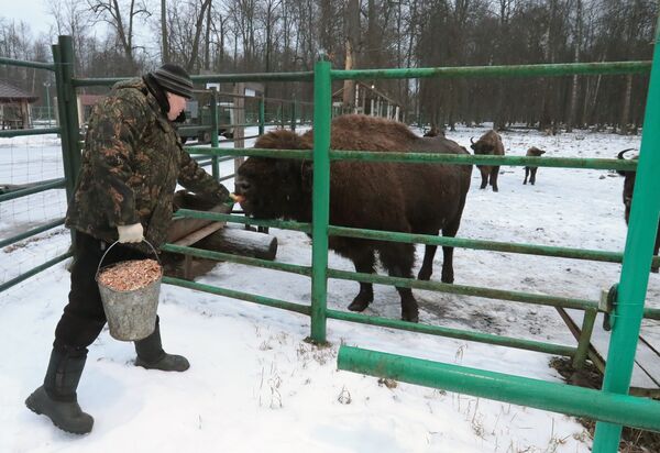 Žvėrių karaliaus sugrįžimas. Kaip Rusijoje buvo atkurta išnykusi rūšis Žvėrių karaliaus sugrįžimas. Kaip Rusijoje buvo atkurta išnykusi rūšis - Sputnik Lietuva